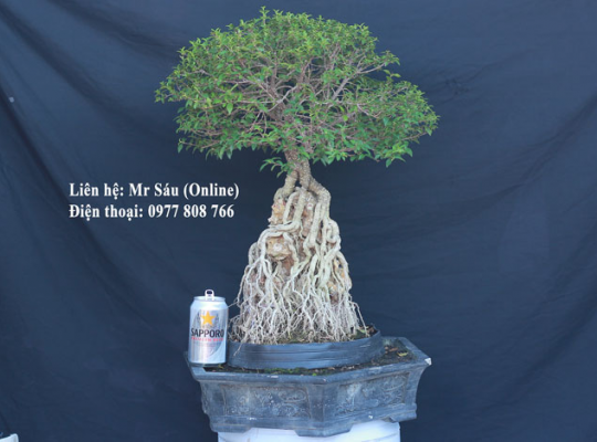 Hồng ngọc mai Bonsai