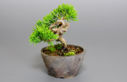 Tùng bồng lai Itoigawa Nhật Bản