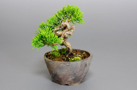 Tùng bồng lai Itoigawa Nhật Bản