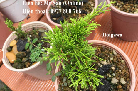 Itoigawa Nhật
