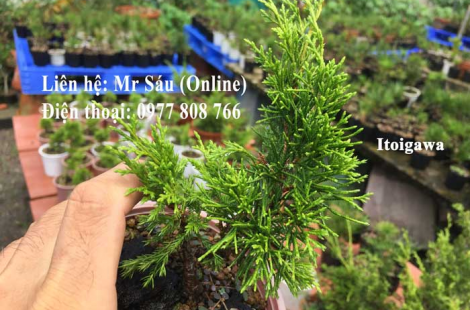 Cây Itoigawa Nhật Bản