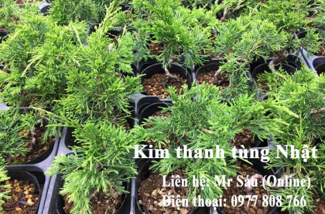 Kim thanh tùng Nhật