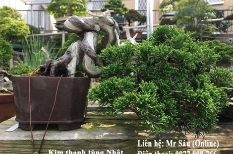 Kim thanh tùng Nhật