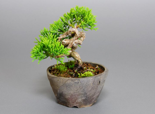Tùng bồng lai Itoigawa Nhật Bản