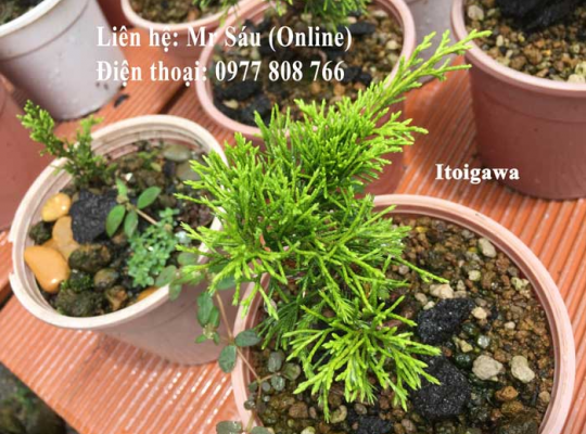 Itoigawa Nhật