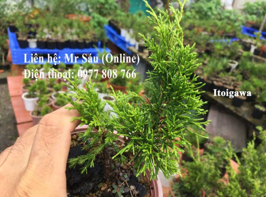 Cây Itoigawa Nhật Bản