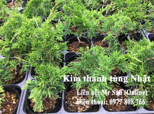Kim thanh tùng Nhật