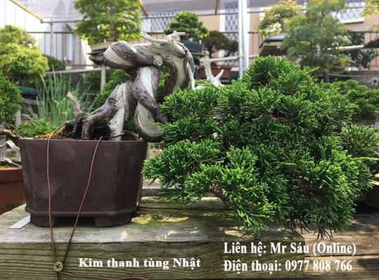 Kim thanh tùng Nhật
