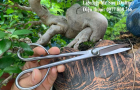 Kéo tỉa thép trắng Nhật