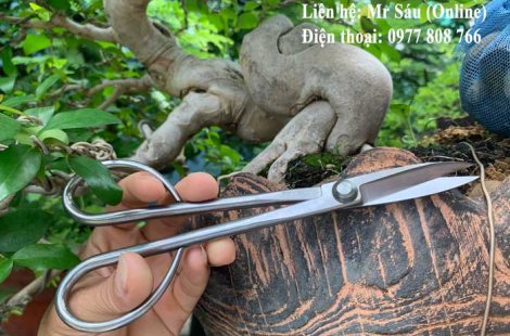 Kéo tỉa thép trắng Nhật