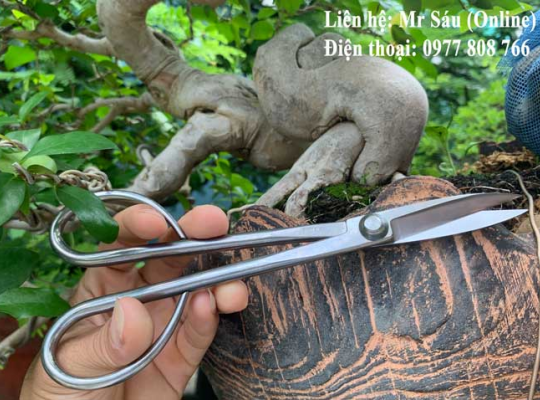Kéo tỉa thép trắng Nhật