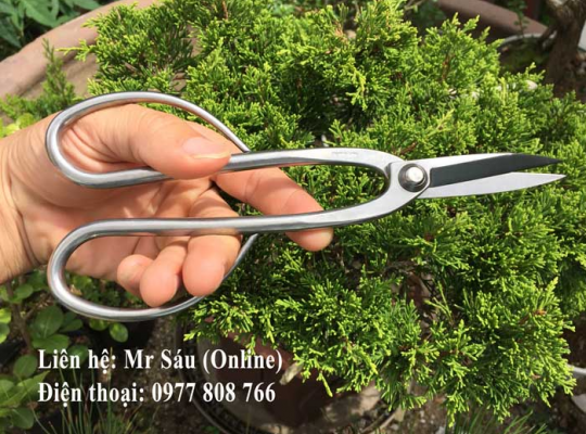 Kéo tỉa thép trắng Kikuwa