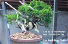 Kim thanh tùng Nhật Bản