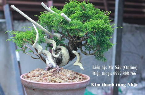 Kim thanh tùng Nhật Bản