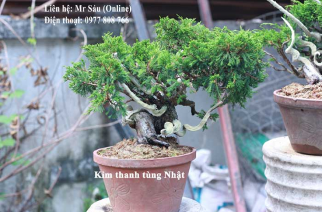 Kim thanh tùng