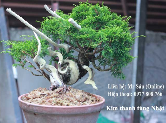 Kim thanh tùng Nhật Bản