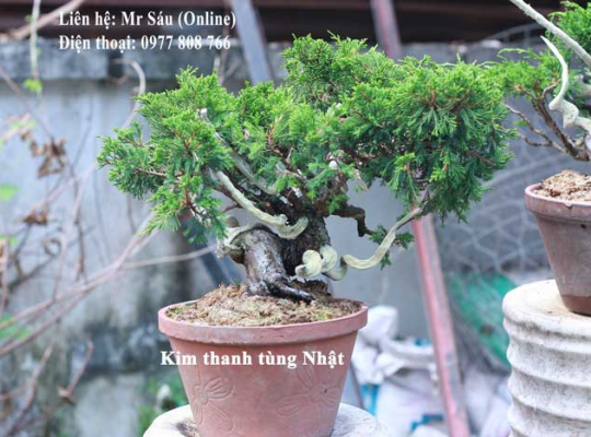 Kim thanh tùng