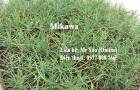Cây giống thông Mikawa
