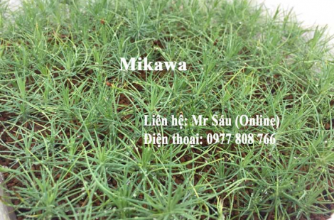 Cây giống thông Mikawa