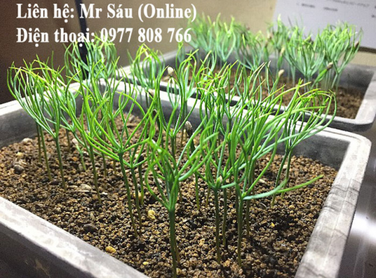 Thông Mikawa Nhật Bản