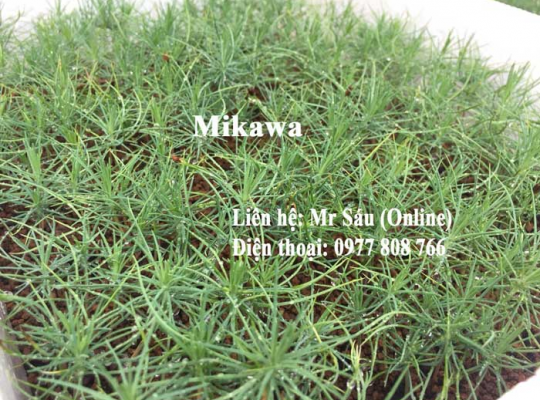 Cây giống thông Mikawa