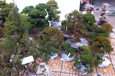 Nhập khẩu cây cảnh