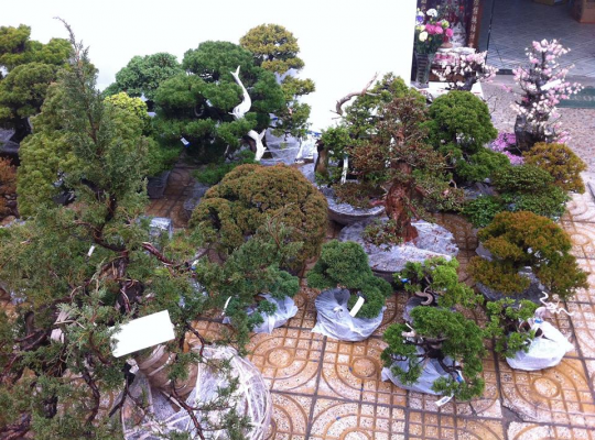 Nhập khẩu cây cảnh