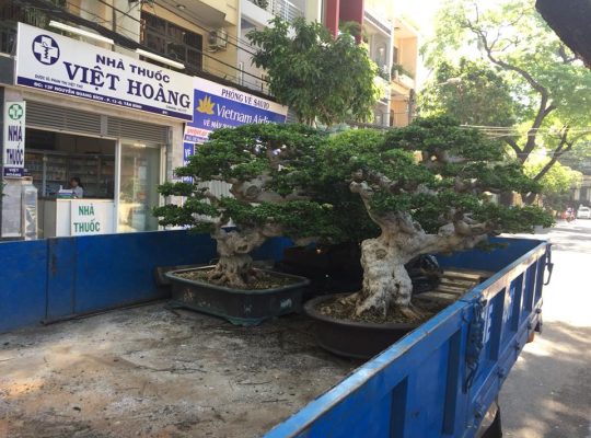 Bonsai Đài Loan