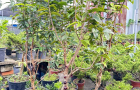 giống nho thân gỗ