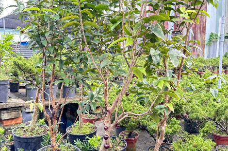 giống nho thân gỗ