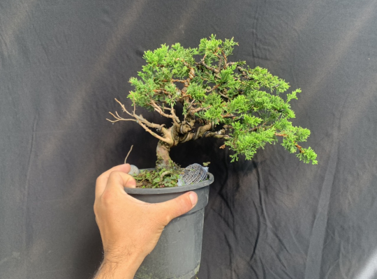 Kim thanh tùng Nhật Bản