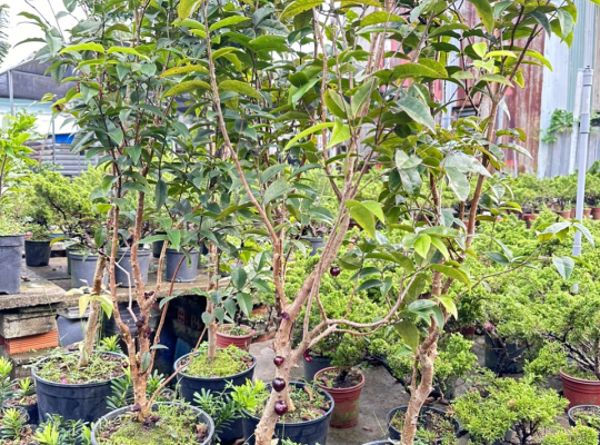 giống nho thân gỗ