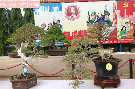 Thuốc lũa cây cảnh