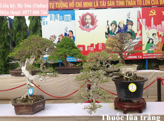 Thuốc lũa cây cảnh