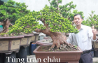 Tùng Trân Châu Đài Loan