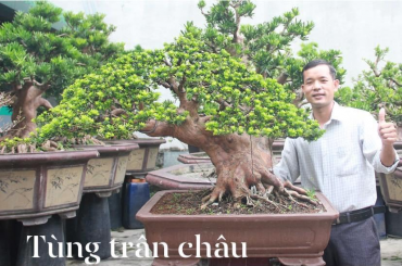 Tùng Trân Châu Đài Loan