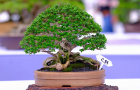 thongdennhatban_9