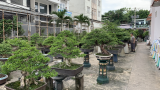 Thăm vườn Bonsai đẳng cấp của Đại Gia Tư ...