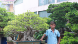 CHÀNG TRAI 9X ĐAM MÊ CÂY CẢNH BONSAI