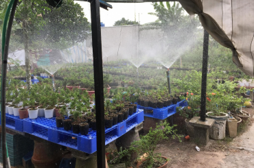 Tưới phun mưa cho cây cảnh
