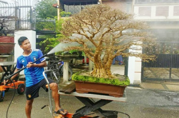Tuyệt phẩm Mai chiếu thủy Malaysia