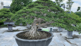 Khu vườn mơ ước của người đam mê Bonsai