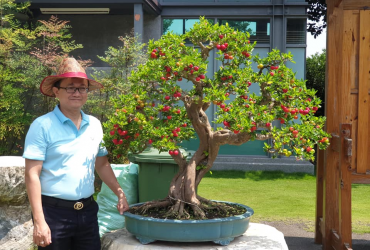 Sơ ri Đài Loan Bonsai