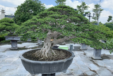 Khu vườn mơ ước của người đam mê Bonsai