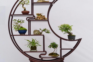 Mẫu kệ trưng bày Bonsai mini đẹp